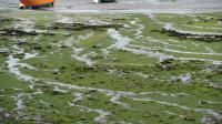 La baie de Locquirec (Finistère) envahie par les algues vertes, le 9 septembre 2013 [Fred Tanneau / AFP/Archives]