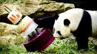 Des gâteaux glacés pour l'anniversaire de deux pandas dans le zoo de Rhenen, aux Pays-Bas, le 8 août 2017  [Remko DE WAAL / ANP/AFP]