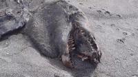 La créature a été retrouvée sur une plage au nord de la Nouvelle-Zélande