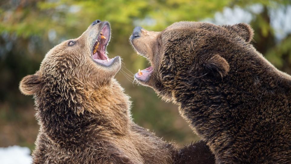 Les images incroyables de la chute de deux ours en plein combat en Espagne (vidéo)