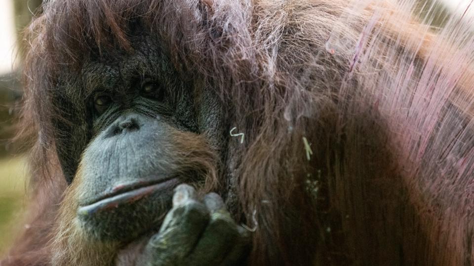 Paris : une nouvelle cage pour Nénette et les orangs-outans du Jardin des plantes