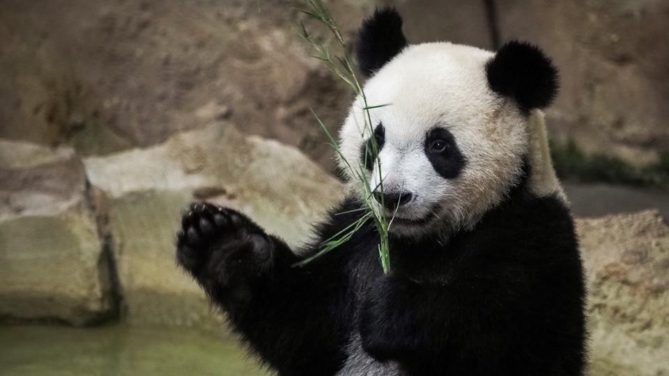 Beauval : pourquoi le premier panda né en France va-t-il être transféré en Chine en juillet ?