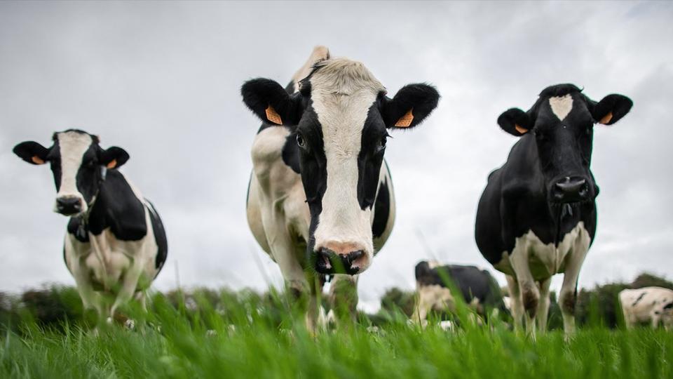 Climat : pourquoi les vaches sont-elles dans le viseur de la Cour des comptes ?