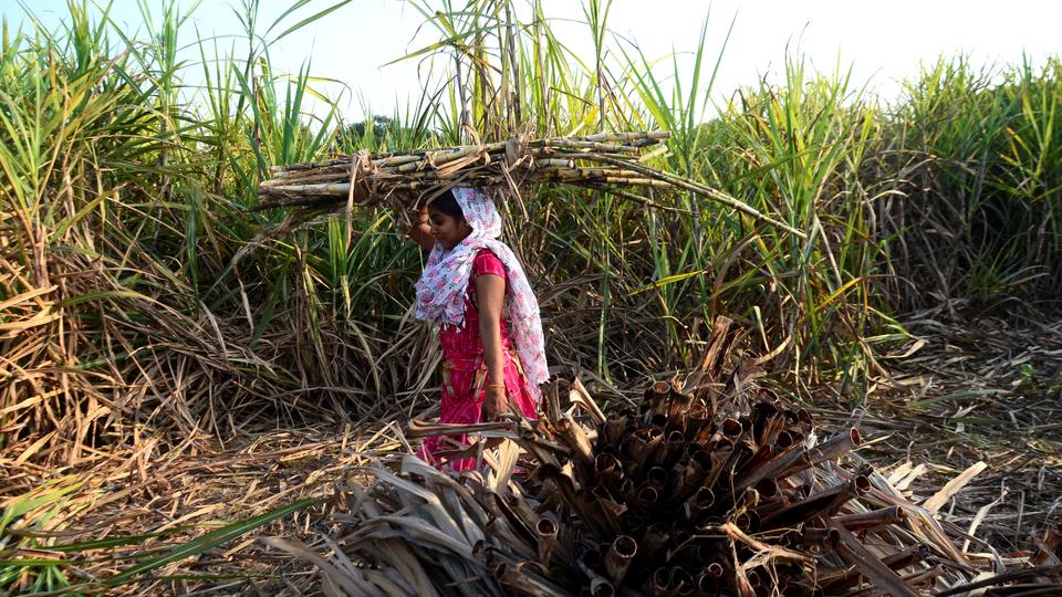 Inde : des femmes forcées de se faire enlever l'utérus pour rester productives dans les champs