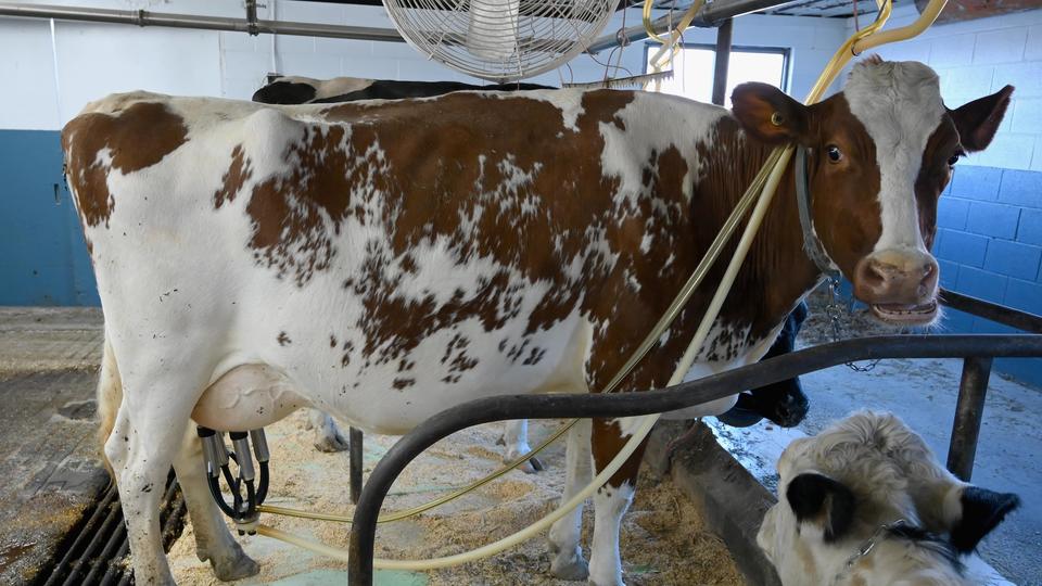 Le lait de vache est-il dangereux pour votre santé ?