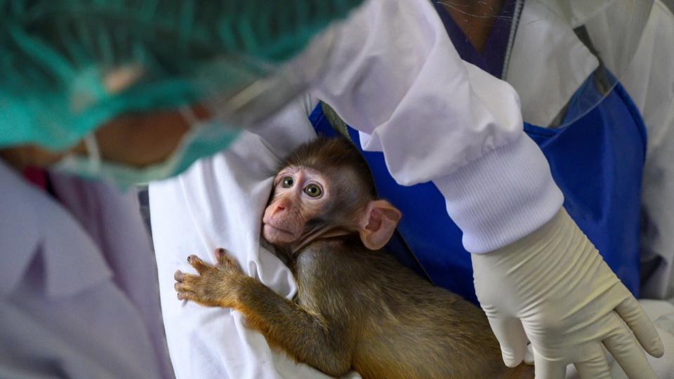 Air France : la compagnie arrêtera de transporter des singes de laboratoire d'ici à l'été 2023