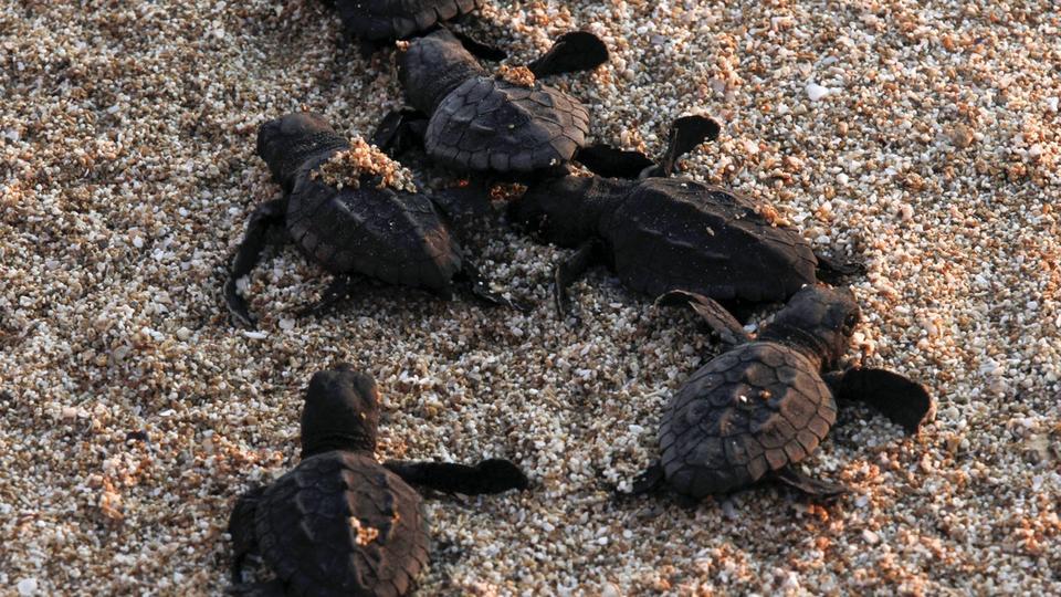 Hérault : une zone de 50m interdite pour deux mois sur la plage de Valras pour les oeufs d'une tortue Caouanne