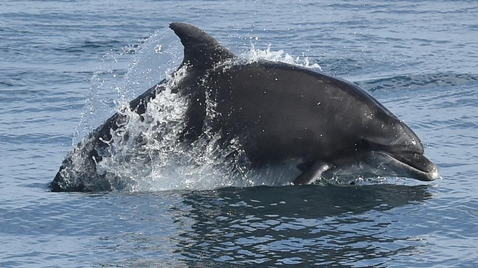 Guerre en Ukraine : des dauphins de combat russes repérés en Mer Noire