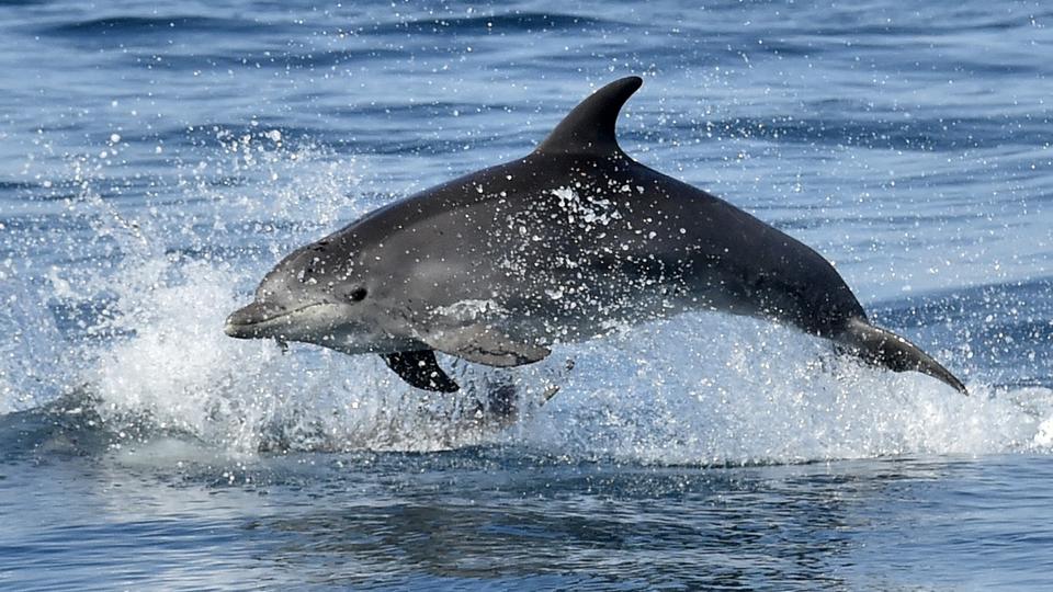 Turquie : plus d'une vingtaine de dauphins retrouvés morts sur une plage d'Istanbul
