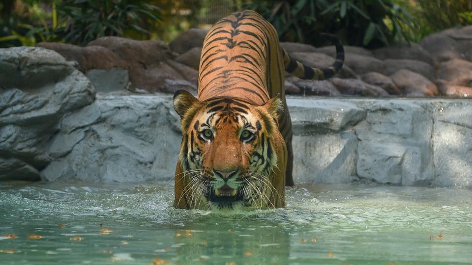 Inde : elle se bat à mains nues contre un tigre pour protéger son bébé