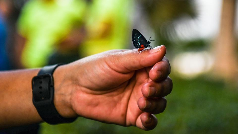Toulouse : Prison avec sursis pour un chasseur de papillons rares