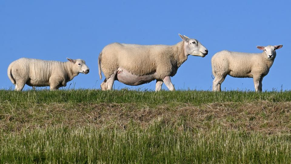 Niort : trois moutons égorgés en pleine rue pour l'Aïd, un quatrième sauvé de justesse