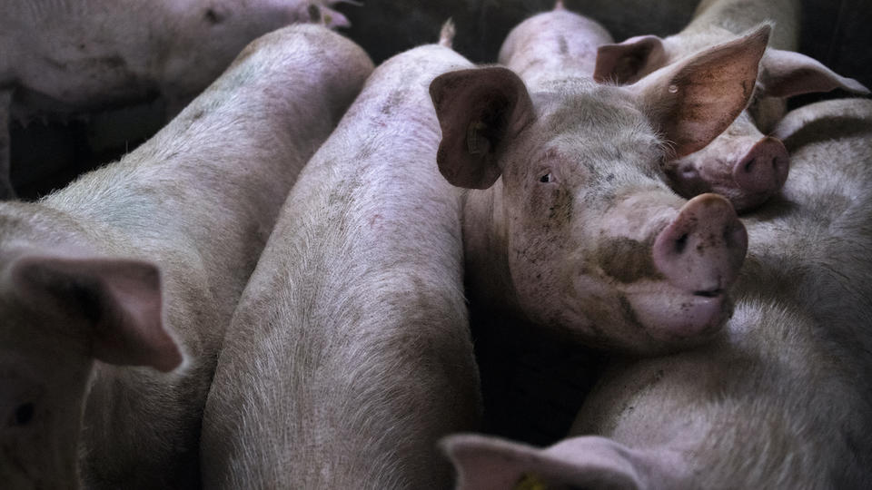 Chine : une méga-ferme de 26 étages va accueillir 600.000 porcs