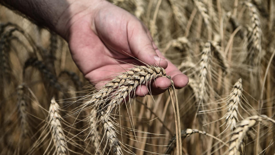 Blé : la récolte s'annonce correcte en France, malgré des «aléas climatiques exceptionnels»