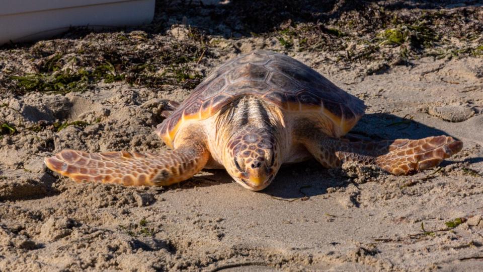Fréjus : des oeufs pondus par une tortue marine découverts sur une plage