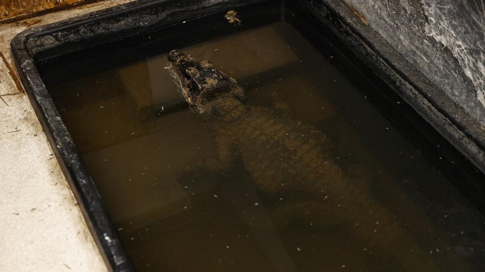 Essonne : deux crocodiles étaient gardés au sous-sol d'un pavillon depuis 20 ans