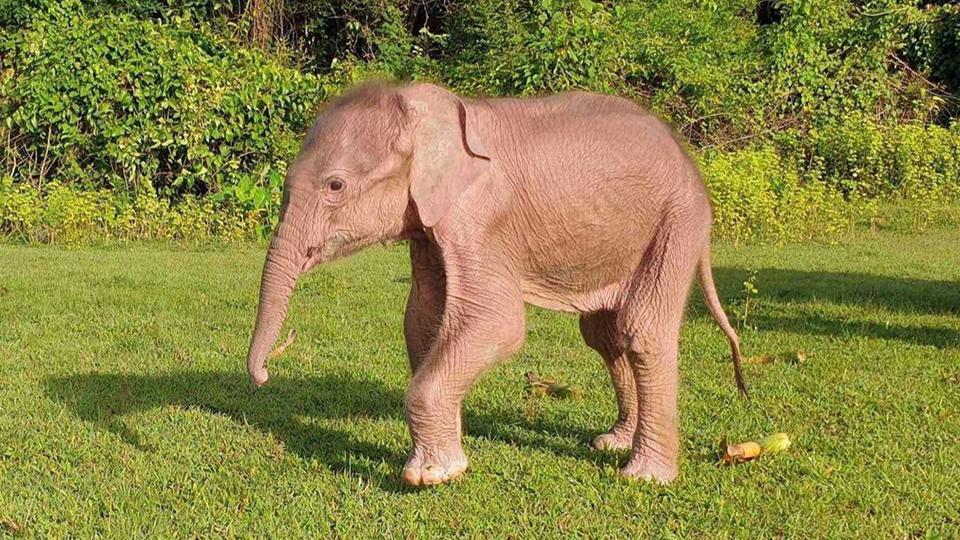 Birmanie : naissance rare d'un éléphant blanc