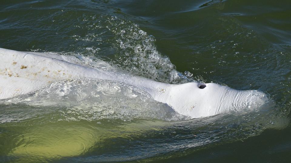 Béluga dans la Seine : très amaigri, le cétacé refuse toujours de s'alimenter