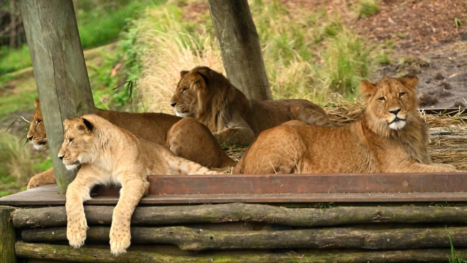 Sydney : un lion et quatre lionceaux s'échappent de leur enclos au zoo (vidéo)