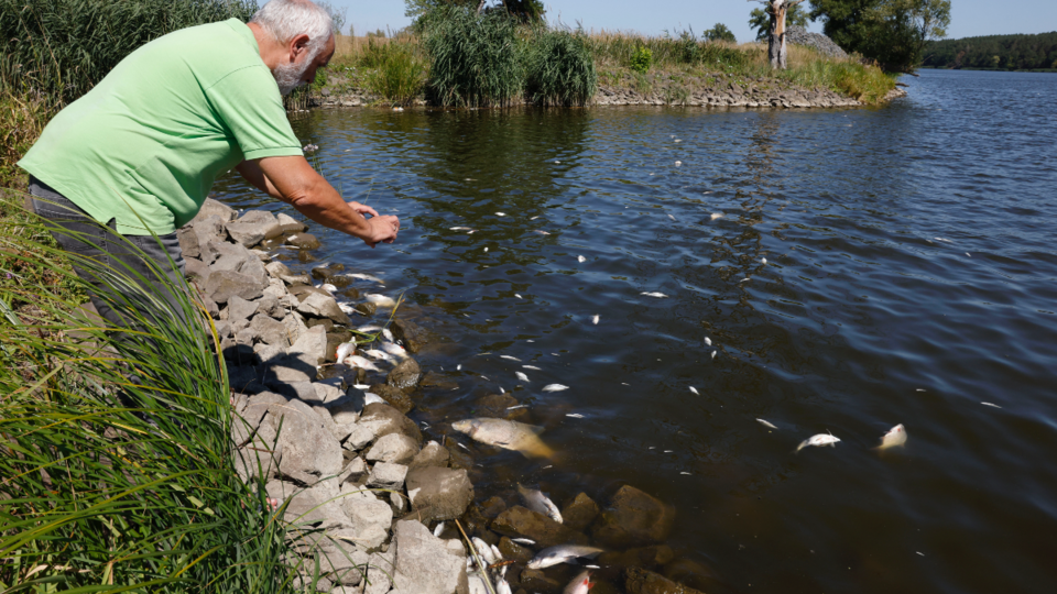 En Allemagne et en Pologne, une rivière remplie de poissons morts inquiète