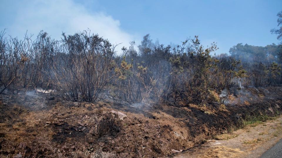 Forêt de Brocéliande : un garçon de 12 ans reconnaît avoir allumé des feux
