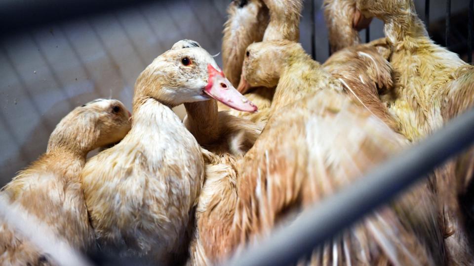 Grippe aviaire : 36.000 volailles vont être abattues en Indre-et-Loire