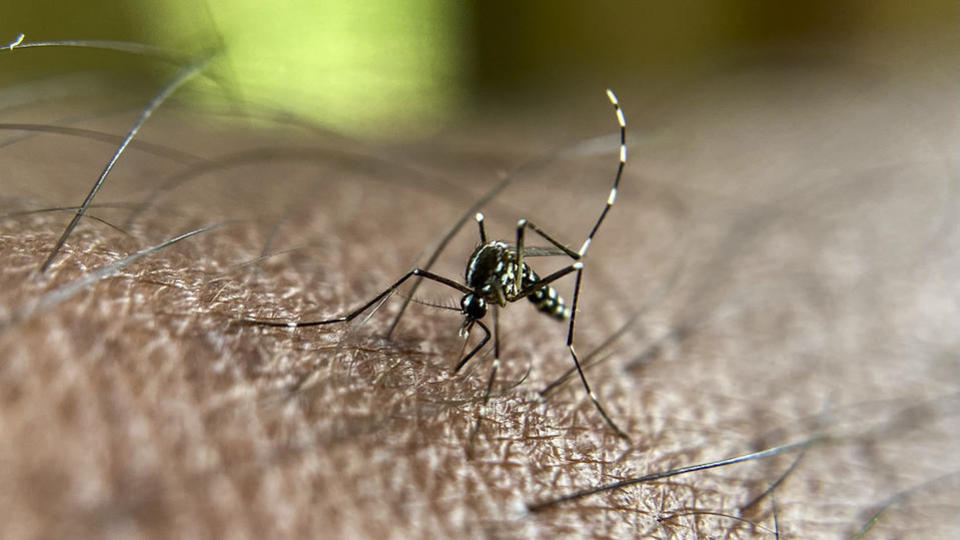 Dengue : un premier cas autochtone détecté en Corse