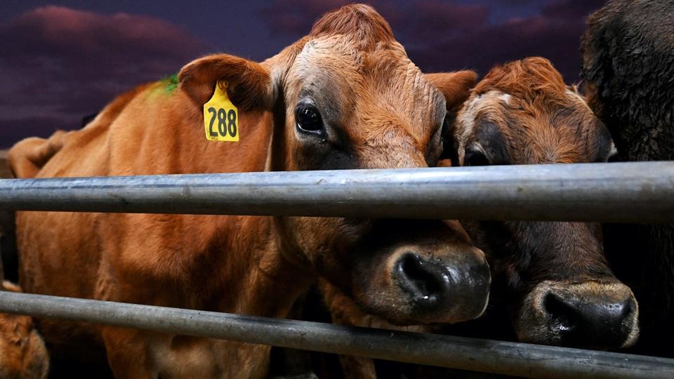 La Nouvelle-Zélande projette de taxer les pets de vaches