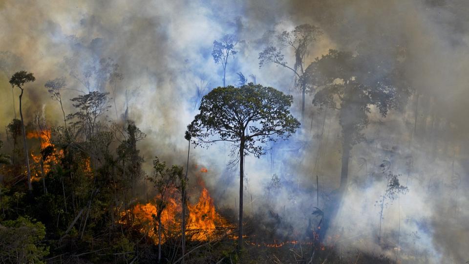 Brésil : la déforestation en Amazonie a atteint un nouveau record au mois octobre