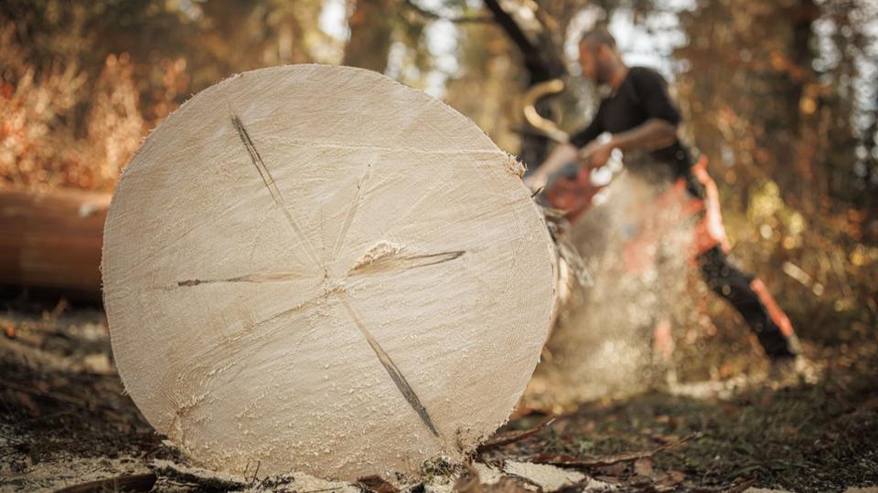 Moselle : un ancien forestier condamné à deux ans de prison pour avoir volé et vendu des arbres