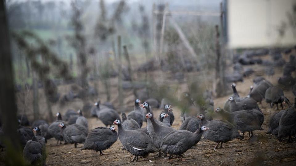 Grippe aviaire : un nombre de cas en forte hausse qui inquiète dans le Sud-Ouest de la France