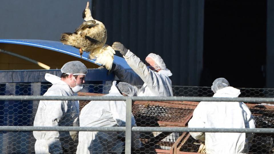 L'Europe touchée par la grippe aviaire «la plus dévastatrice» de son histoire, selon les autorités sanitaires