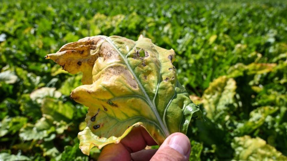 Néonicotinoïdes : les betteraviers français ne pourront plus utiliser ces pesticides controversés en 2023