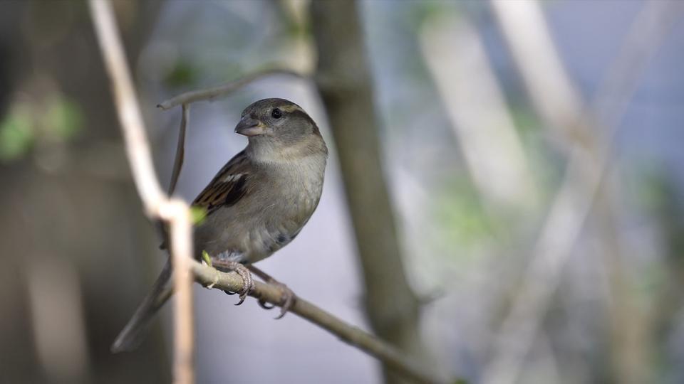 Biodiversité : tout savoir sur les opérations de comptage des oiseaux ce week-end en France