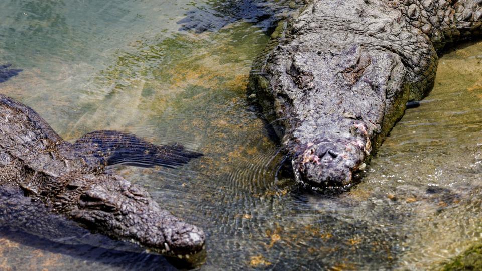 Chine : 70 crocodiles s'échappent d'un lac après des inondations, une chasse organisée