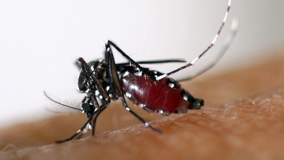 Moustiques tigres : comment se protéger de ces insectes invasifs et vecteurs de maladies ?