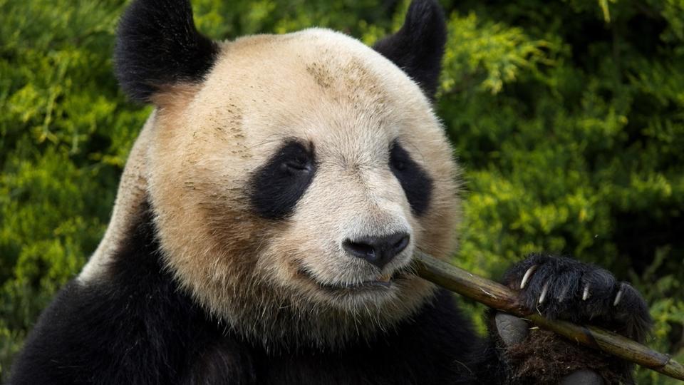 Yuan Meng, le premier panda né en France, transféré en Chine ce mardi