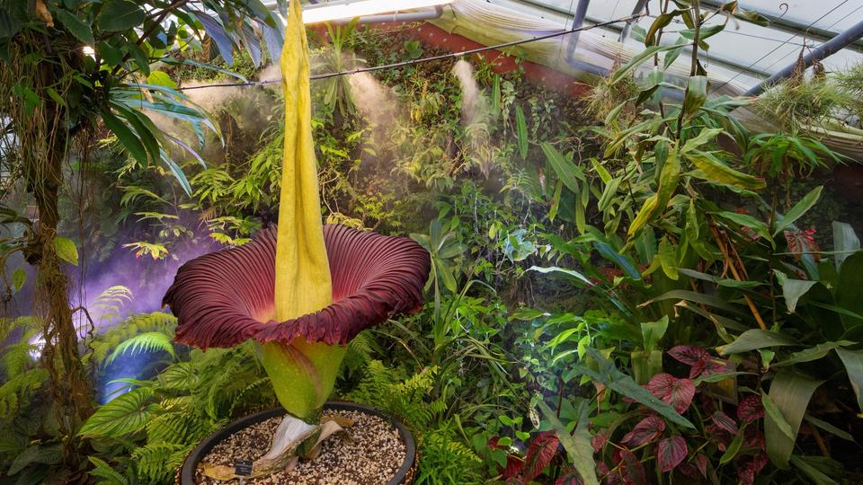 «Phallus de titan» : tout savoir sur l'une des plus grandes fleurs du monde, qui a fleuri à Nancy
