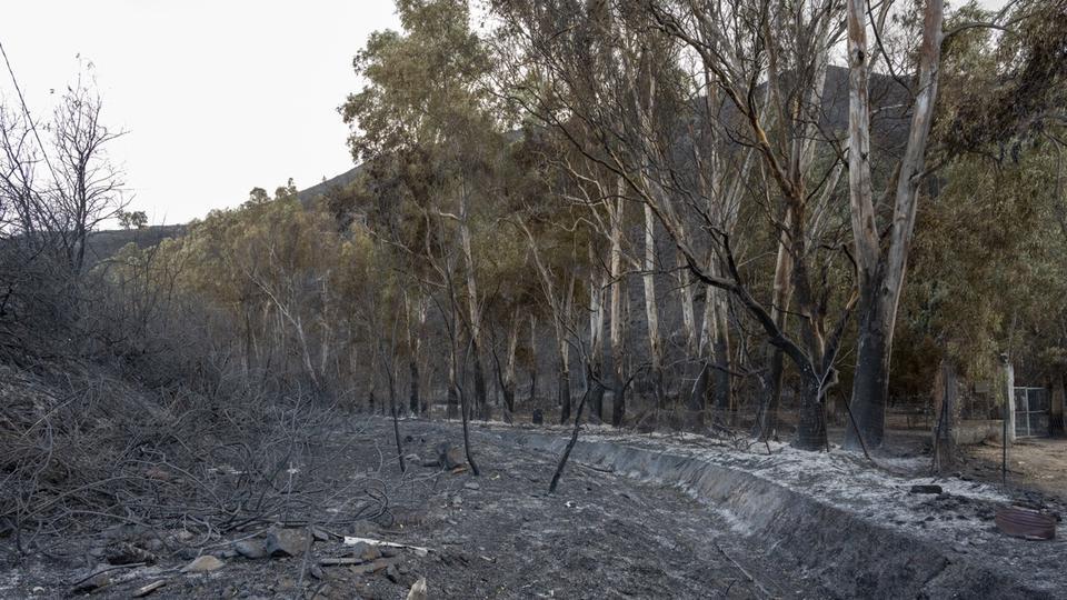 Italie : la situation s'améliore en Sicile après les violents feux de forêt