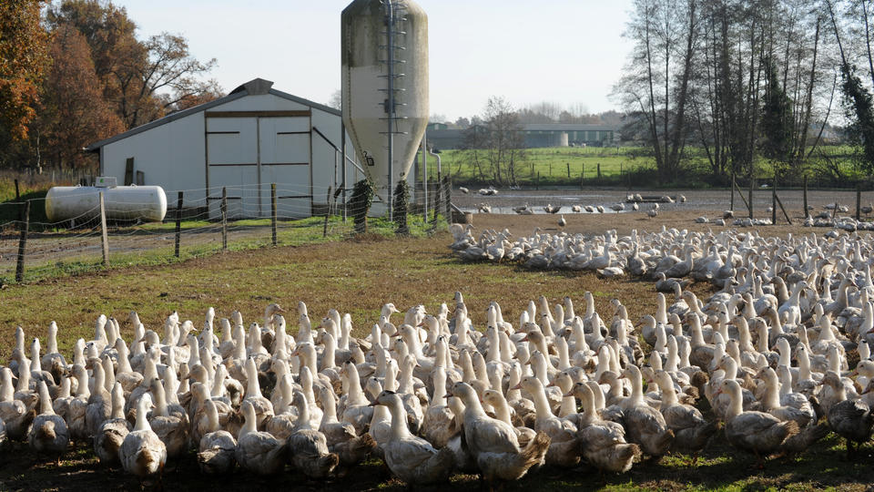 Grippe aviaire : inquiétude autour des 100 foyers dans les Landes