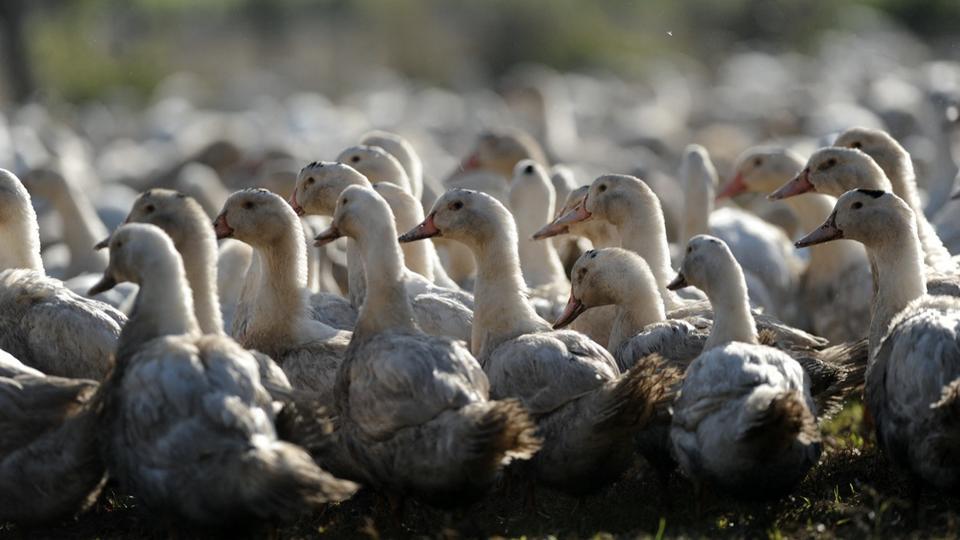 Grippe aviaire : 151 élevages infectés en France