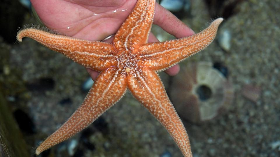 Biodiversité : Les étoiles de mer pourraient disparaitre à cause de la hausse des températures maritimes