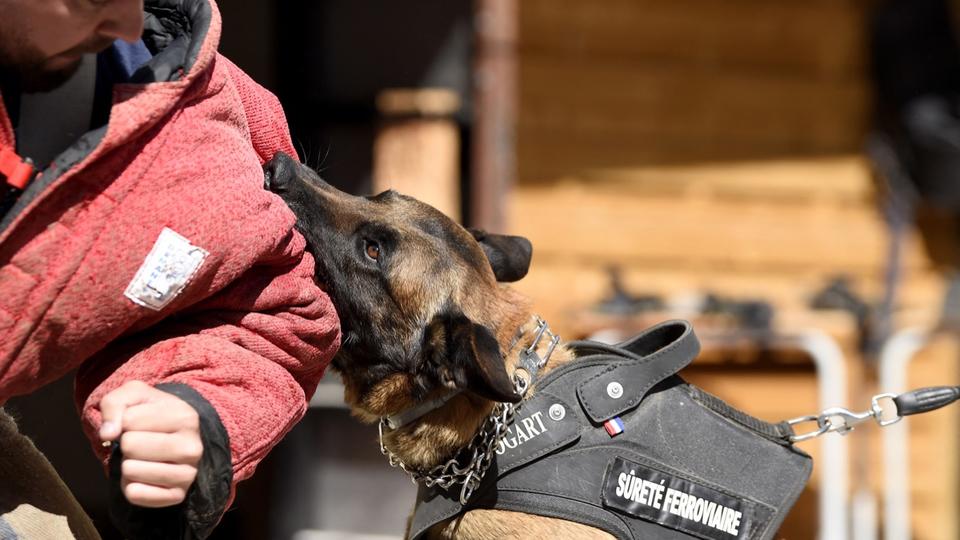 Perpignan : un chien policier maîtrise un homme armé d'une hache