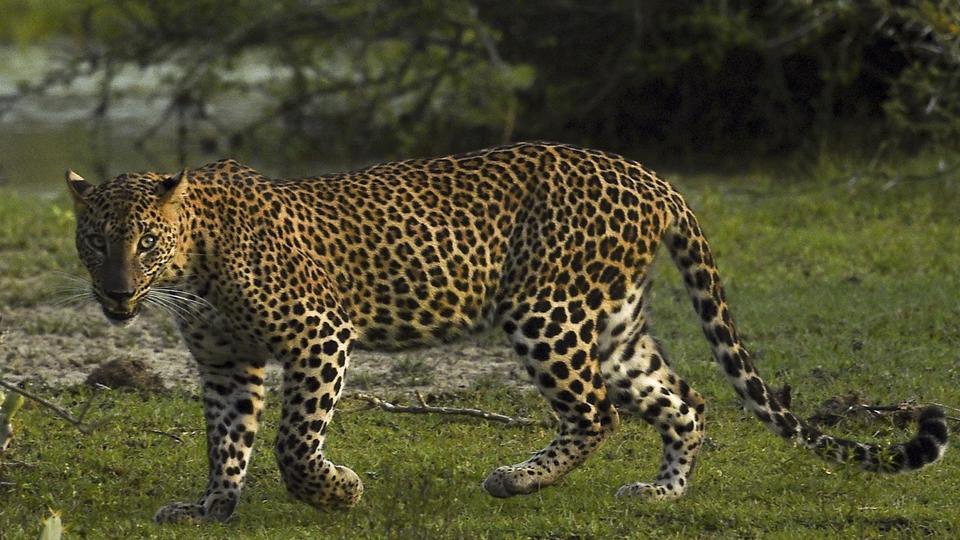 Kenya : un léopard entre dans une maison et créé la panique