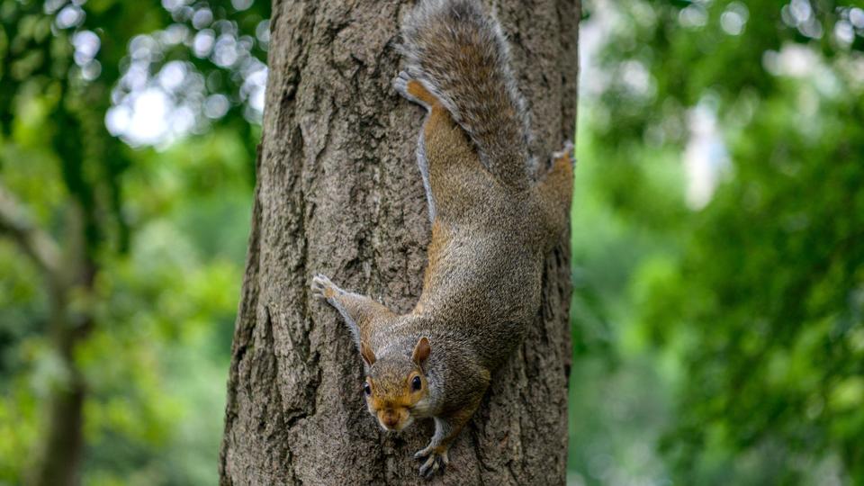 À New York, le comportement des écureuils de Central Park inquiète en raison des fortes chaleurs