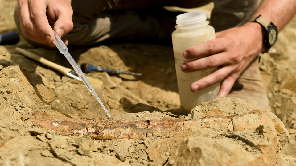 Les ossements d'un dinosaure de 25 mètres de long retrouvés au Portugal