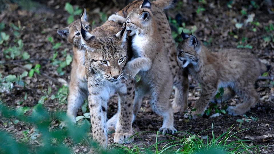 Biodiversité : la France adopte un plan pour protéger ses 150 lynx présents sur son sol