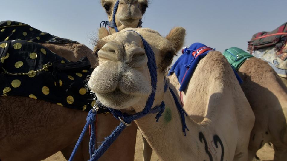 Arabie Saoudite : des chameaux botoxés exclus d'un concours de beauté