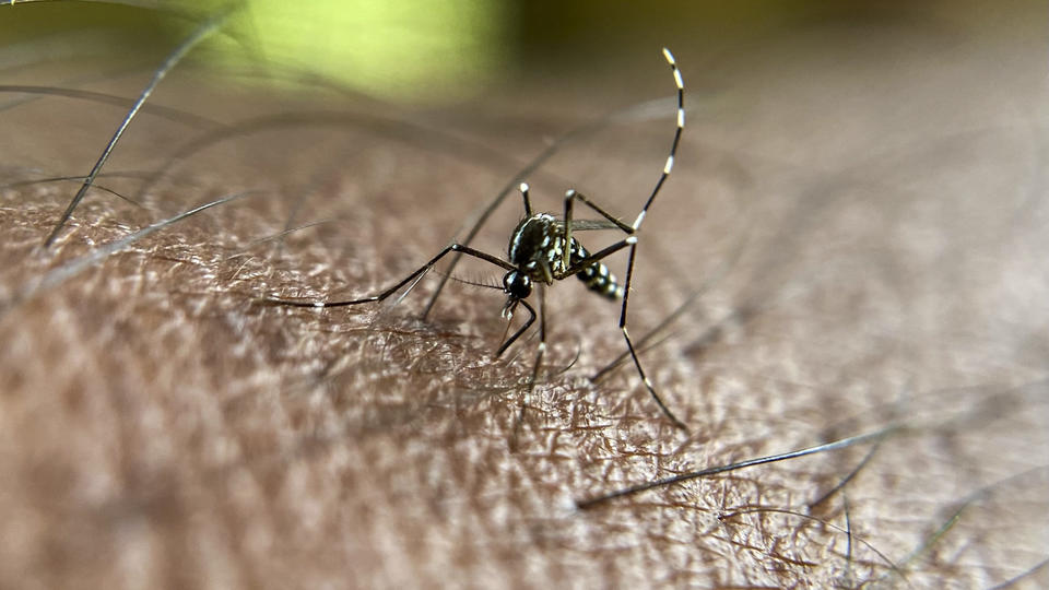 Dengue : tout savoir sur cette maladie virale transmise par les moustiques qui se développe en France