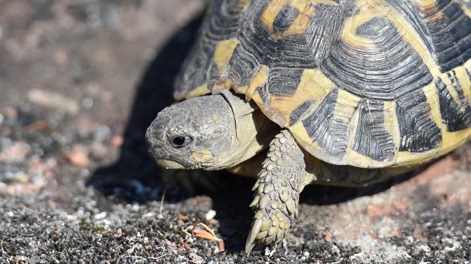Crise énergétique : le zoo de Pairi Daiza a enregistré une hausse des abandons de reptiles